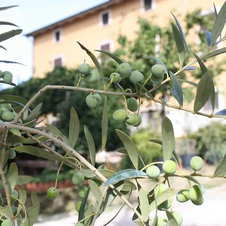 B&B Al Frantoio-3